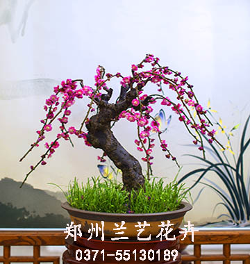 盆景梅花.jpg