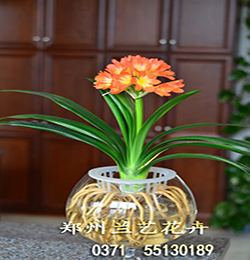 水培君子兰.jpg