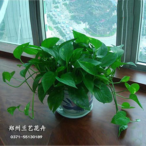 绿萝1.jpg