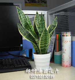 小型虎皮兰1.jpg