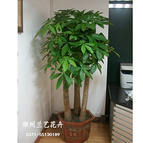 发财树 10.jpg