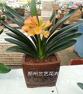 君子兰.jpg