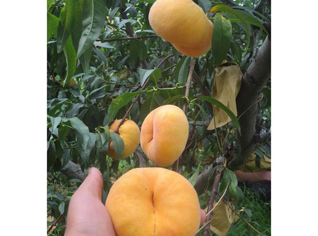 黄金蟠桃