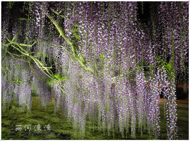 商丘市河里湾生态旅游开发有限责任公司 长穗花紫藤