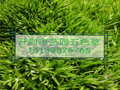佛甲草1.jpg