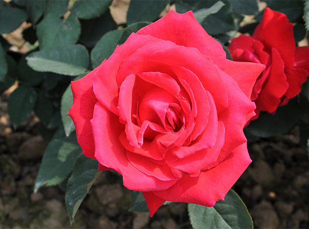 大花月季(国月大花月季)