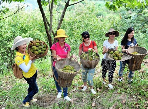 板栗园自由采摘 新县大别山露营公园有限公司