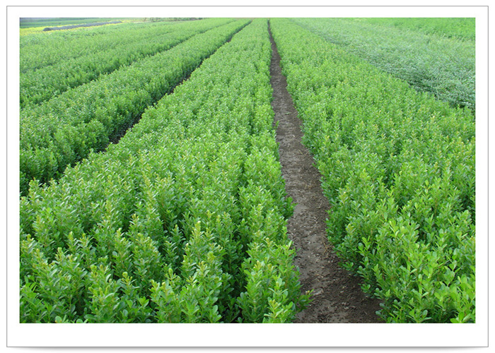 潢川县豫海花木种植合作社 苗木的修剪