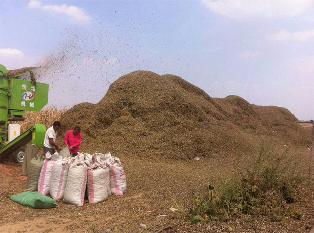 河南峰旺农业种植有限公司
