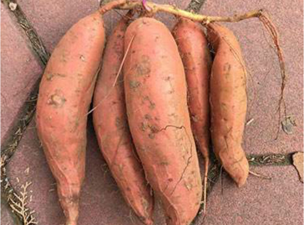 通许县政丰种植农民专业合作社 烤薯专用红薯-烟薯