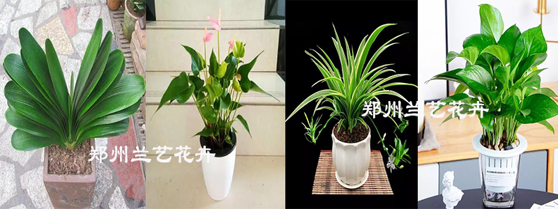 盆景花卉及价格